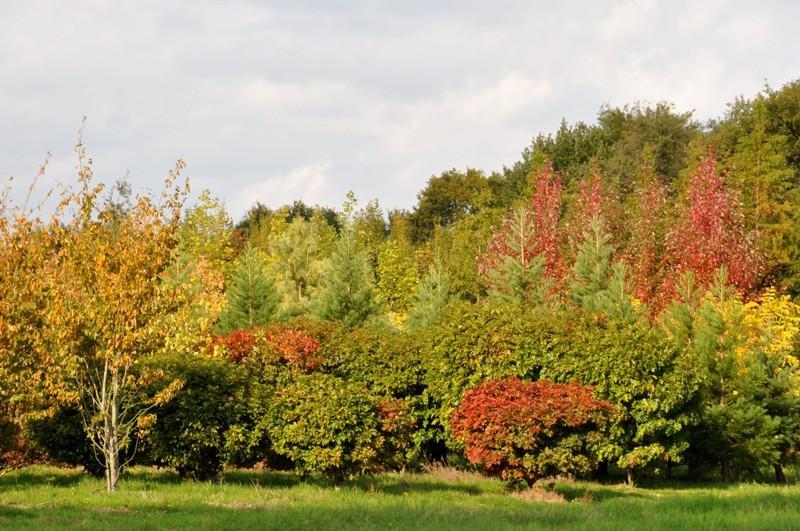 Lezing "Bomen Over Bomen" | Duurzaamheidscentrum Deventer