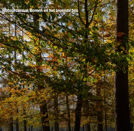 natuurcursus bomen